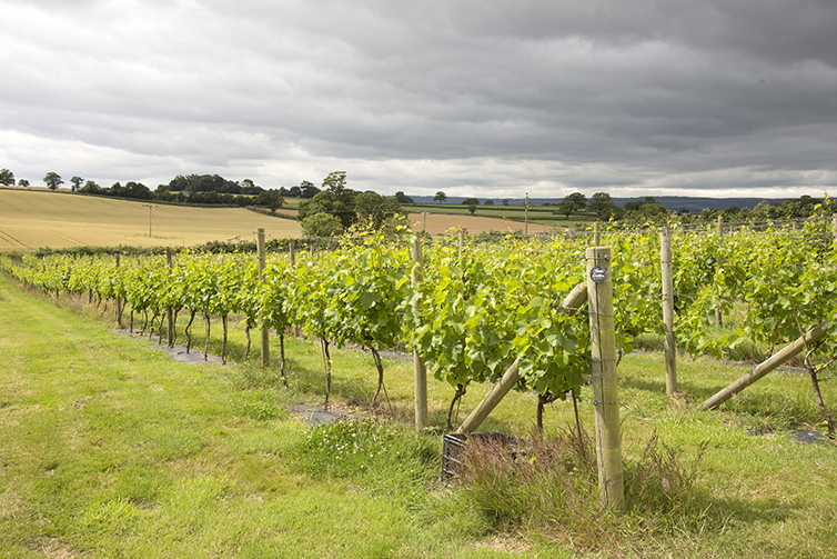 english wine week 1